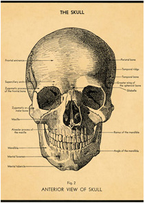 Cavallini & Co Paper 20"x26" The Skull
