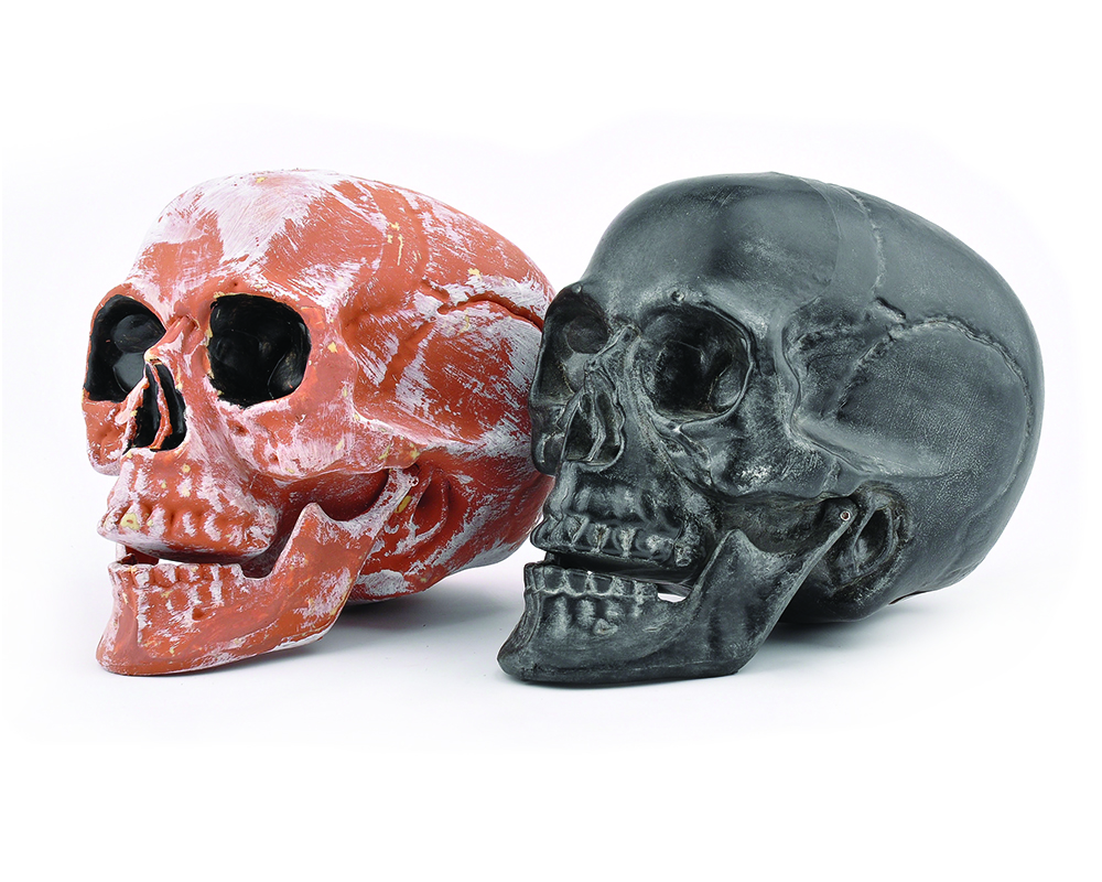 Human Skull - Plastic