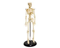 Skeleton Mannequin - 33.5 in.