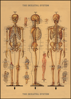 Cavallini & Co Paper 20"x26" Skeletons